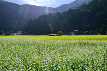 蕎麦の花　美山の里　京都