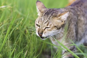 Naklejka na ściany i meble Cat eating grass in the field