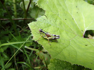 Grasshopper on a green background, Grasshopper on green leaf,