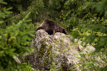 Bear resting on a rock