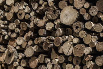 Logging tree stump grain textures deforestation.