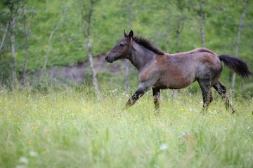 free spirit, gray noriker foal running through deep gras