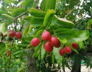 karonda fruits on karonda tree