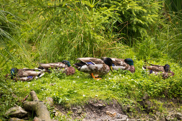 family of ducks