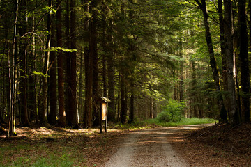 Trail in Bavarian forest Nationalpark