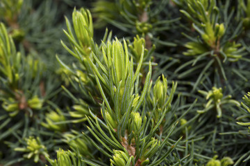 Branches of decorative needle pine