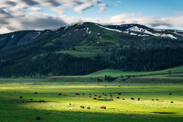Fototapeta na wymiar Bison in the Valley