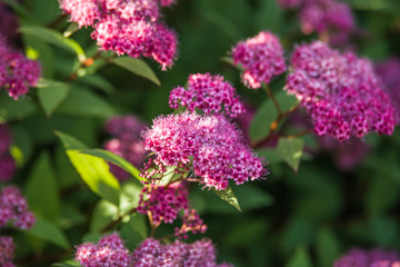 pink Spiraea japonica