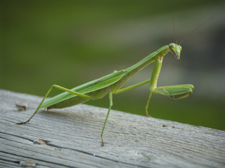 Praying Mantis