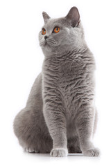 grey british short hair cat sitting
