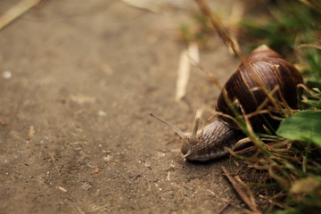 Snail