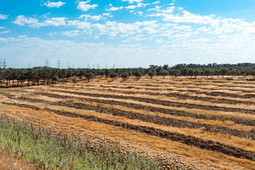 Fototapeta na wymiar Plantation of olive trees