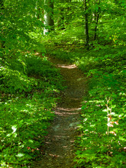 Pfad durch den Wald