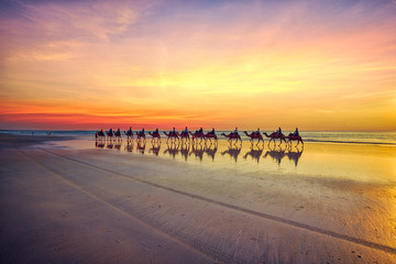 Camels at sunset on Cable Beach, Broome, Western Australia - obrazy, fototapety, plakaty