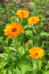 Blooming calendula (lat. Calendula officinalis) in the garden