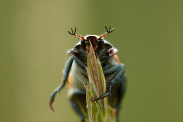 Grass beetle is on the grass stem