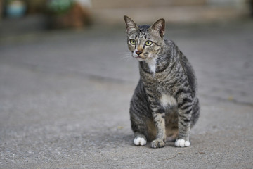 Naklejka na ściany i meble Cat, black and grey with black stripes sitting on the concrete flooring.