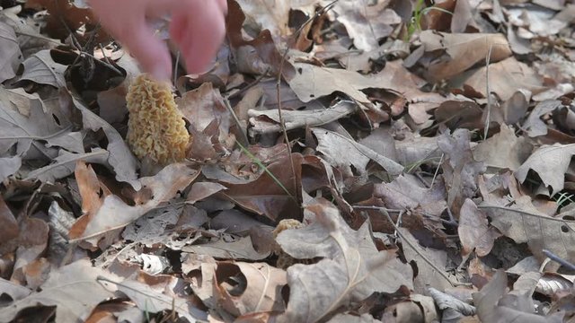 Hand picking morel mushrooms in the fall leaves