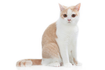 British short hair cat sitting sideways