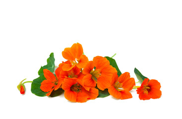 Flowers and leaves of nasturtium (Tropaeolum) on white background with space for text - obrazy, fototapety, plakaty