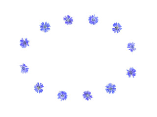 Flowers of common chicory (Cichorium intybus) white background. Roots used as a coffee substitute and additive. Top view, flat lay. Texture.