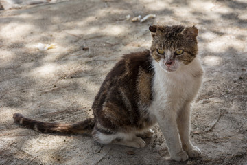 Obraz premium Straßenkatze