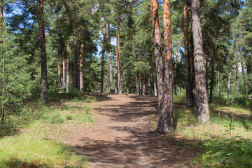 Pine forest