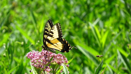 Smell the flowers but bee careful