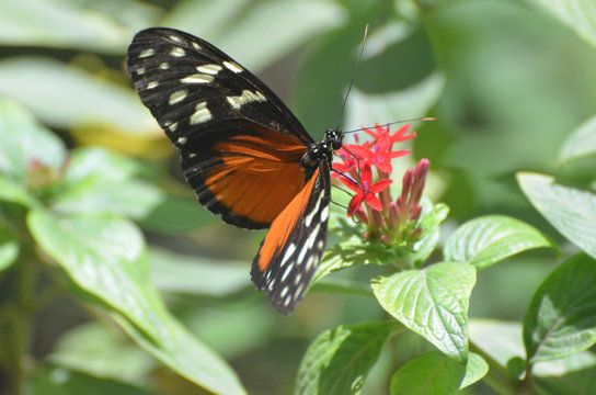 Zuleika Butterfly Polinating a Red Flower Blossom