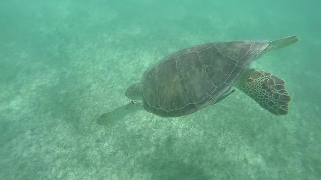 UNDERWATER SLOW MOTION CLOSE UP Green sea turtle swimming in clear ocean lagoon, feeding on seagrass. Large sea turtle swimming in shallow water and eating sea grass on the bottom of the sea in Mexico