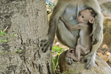 Mother Monkey and their young