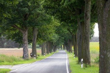 In Brandenburg (Germany) the trees are dangerously close to the road on country roads
