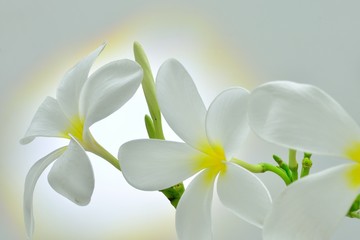 Bright White Flower