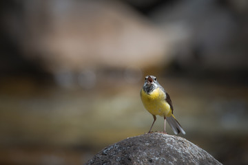 Yellow Wagtail