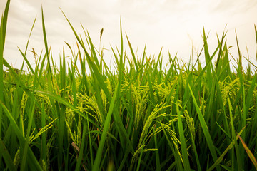 grass rice field green seed  blue sky