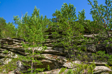 Гора из плоских камней и сосны © olesjadi