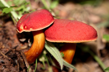 Blutroter Röhrling (Xerocomus rubellus) 