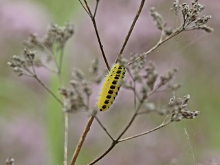 Raupe des Sechsfleck-Widderchens (Zygaena filipendulae)
