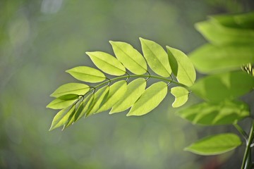 Bright Green Leaves
