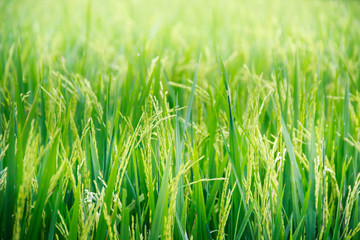 grass rice field green seed  blue sky
