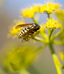 Wasp on yellow flower in nature