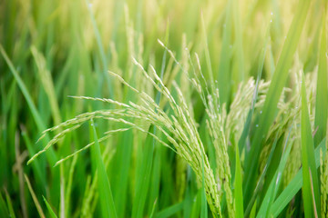 Fototapeta na wymiar grass rice field green seed blue sky