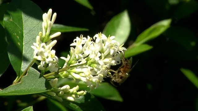 Ligusterbl&uuml;ten und eine Mistbiene