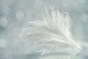 White feather close up