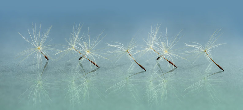 Panoramic image of a dandelion seed close-up