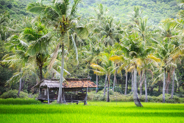 indonesian local hut rice fields jungles