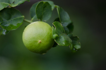 .Lemon planted beautifully.