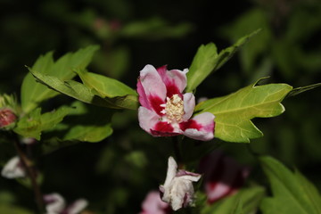 Fleur sauvage de garrigue