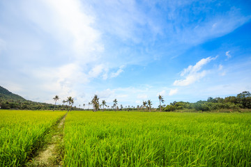 rice field palms blue sky
