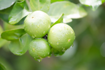 .Lemon planted beautifully.